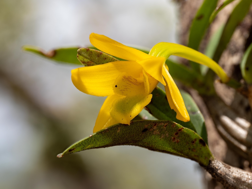 Dendrobium trigonopus Rchb.f.