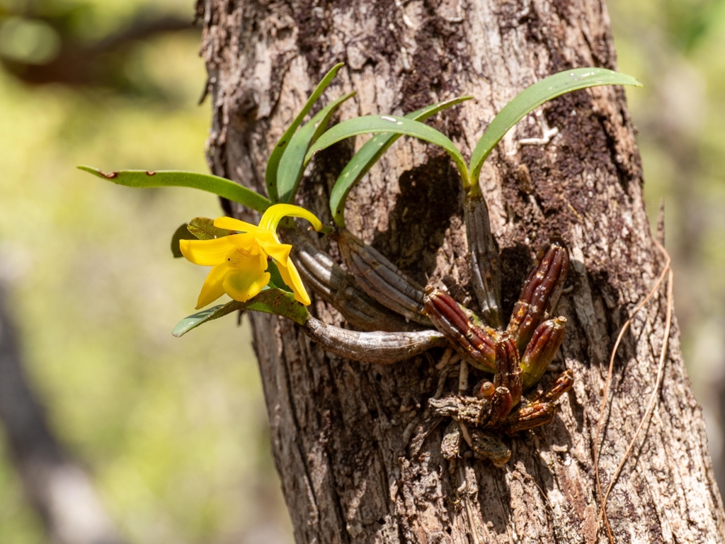 Dendrobium trigonopus Rchb.f. 2