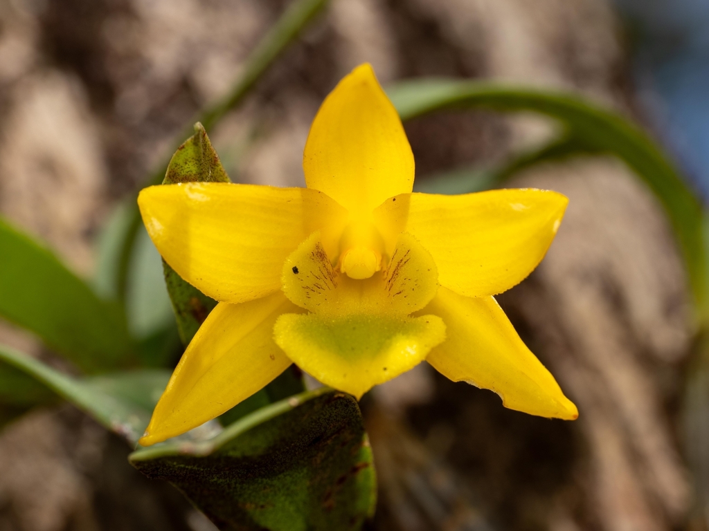 Dendrobium trigonopus Rchb.f. 3