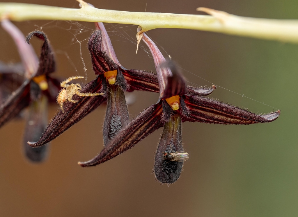 Bulbophyllum nigrescens (Bulbophyllum nigrescens)