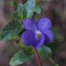 Viola capillaris - Photo (c) Claudio Maureira, some rights reserved (CC BY-NC-SA), uploaded by Claudio Maureira