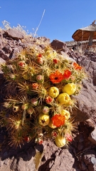 Cumulopuntia boliviana