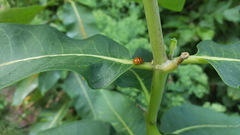 Asclepias syriaca