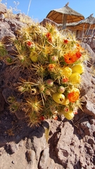 Cumulopuntia boliviana