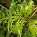 Fern Mosses - Photo (c) Ken Kellman, some rights reserved (CC BY-NC), uploaded by Ken Kellman