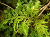 Fern Mosses - Photo (c) Ken Kellman, some rights reserved (CC BY-NC), uploaded by Ken Kellman