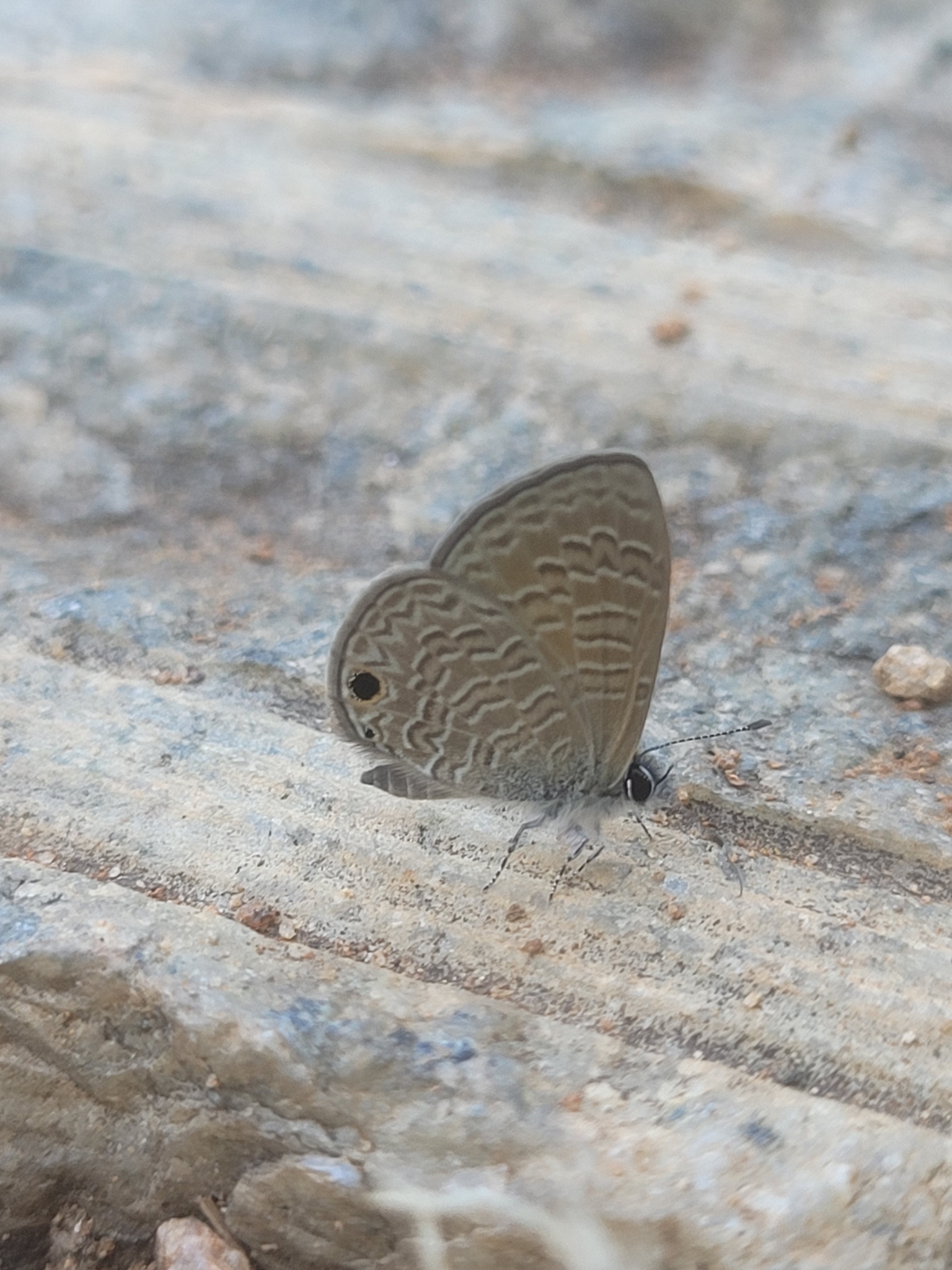 Tailless Lineblue