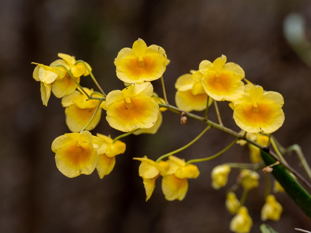 Dendrobium lindleyi Steud. 3