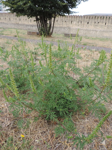 ambrózia palinolistá (Ambrosia artemisiifolia)