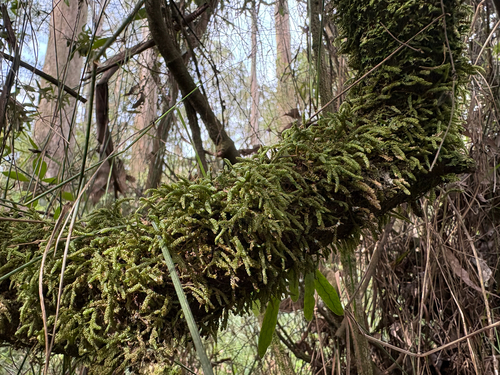 Lembophyllum clandestinum observed 2025-05-04