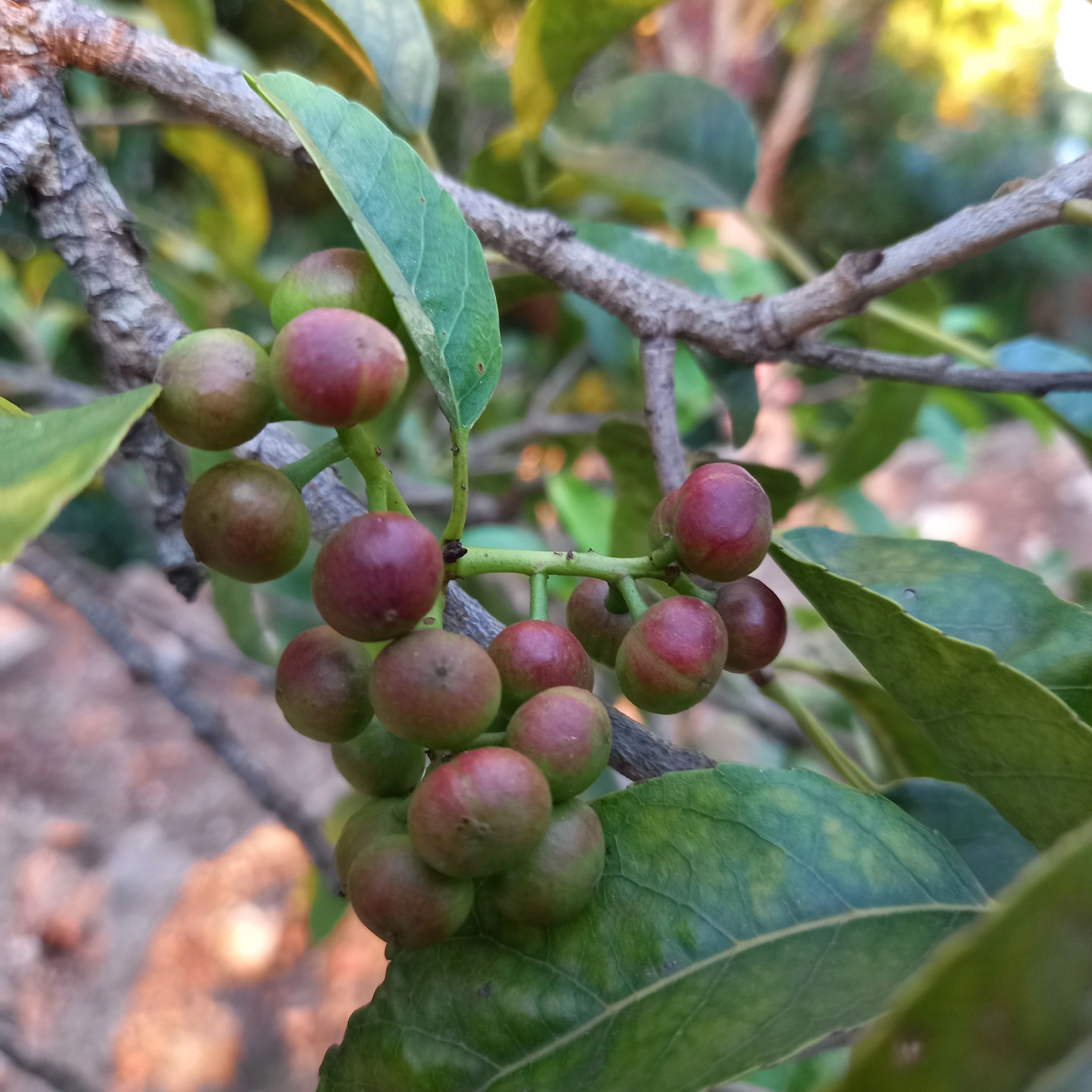 Prunus africana