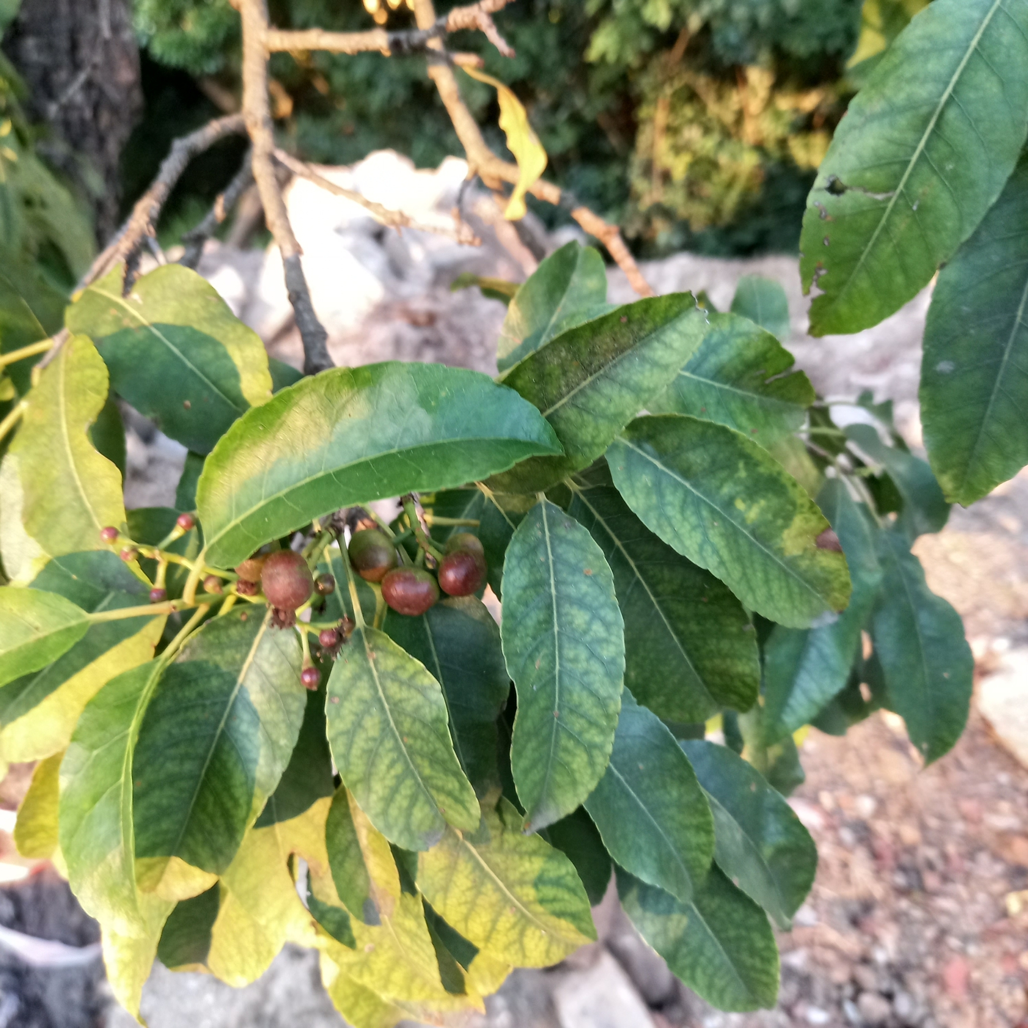 Prunus africana