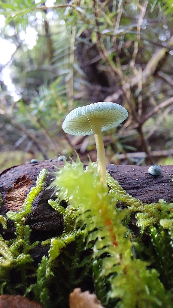 Mycena interrupta · May 2025 · photo: © tassietravelsblog (iNaturalist, cc0)