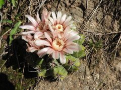 Gymnocalycium mostii