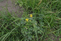 Ranunculus propinquus subborealis