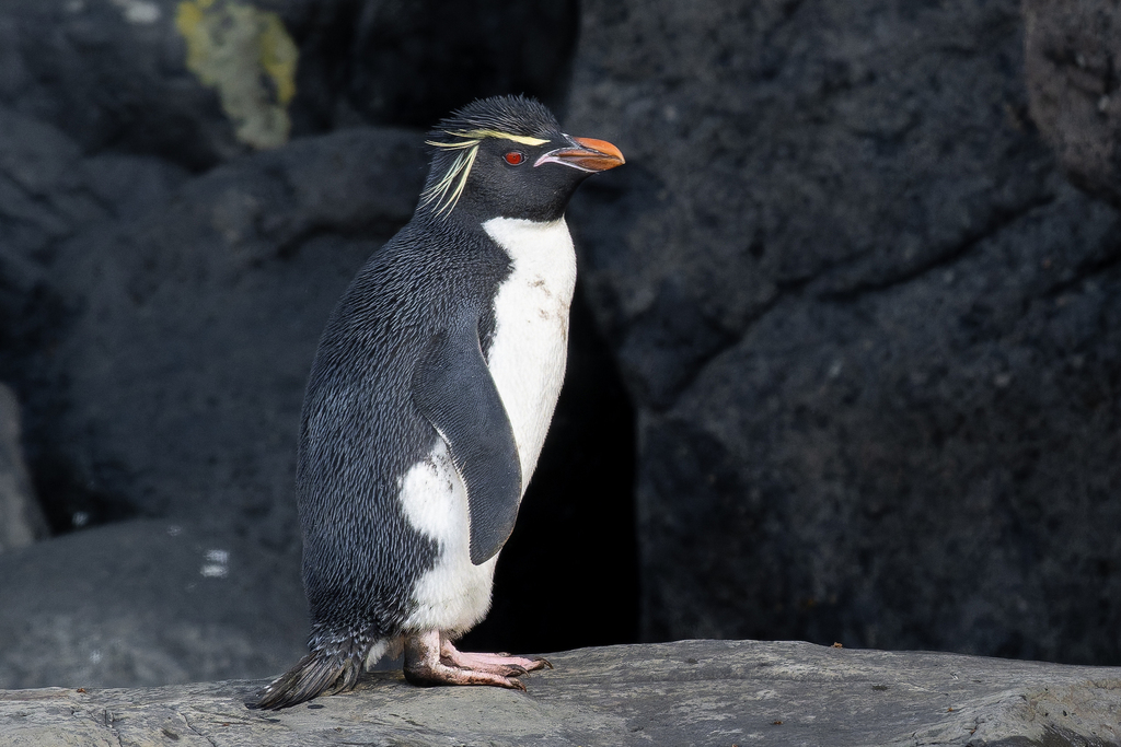Eastern rockhopper penguin standing on a rock, with a yellow crest above its red eye