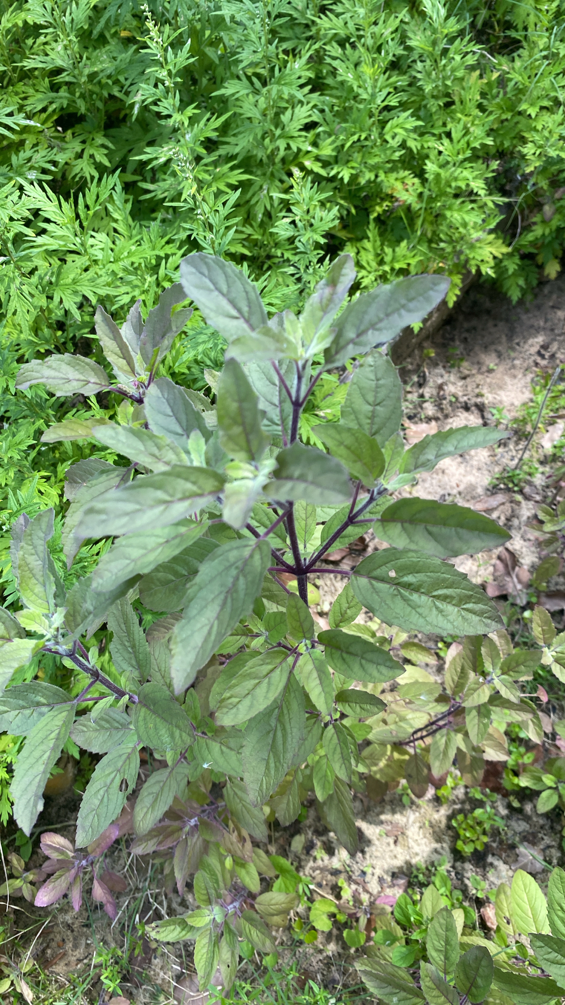 Ocimum tenuiflorum — ảnh 3
