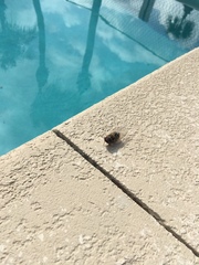 Diceroprocta viridifascia