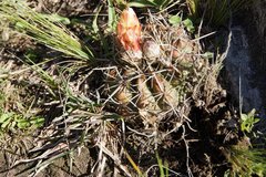 Parodia mammulosa