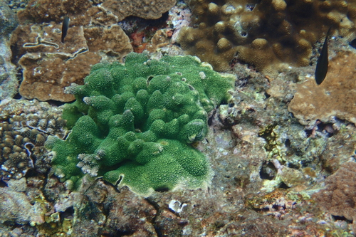 Acropora palmerae observed 2025-05-03