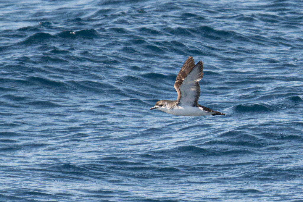Little Shearwater (Subantarctic)