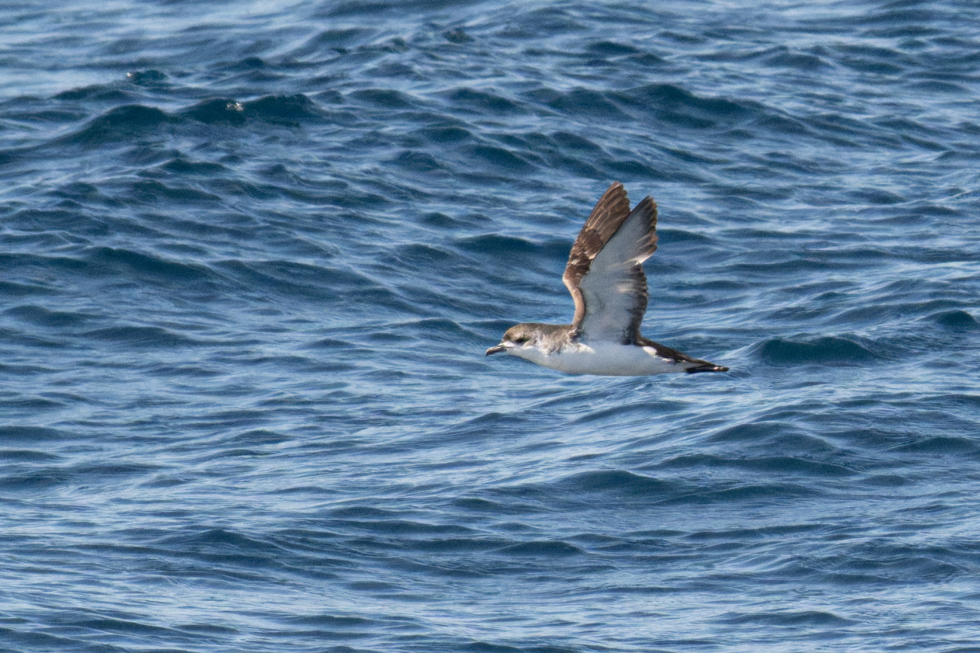 Subantarctic Shearwater illustration