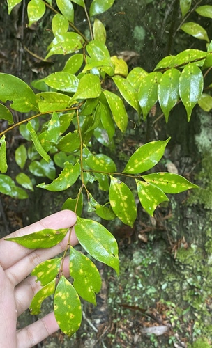 Castanopsis cuspidata iNat (1)
