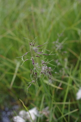 Poa alpigena