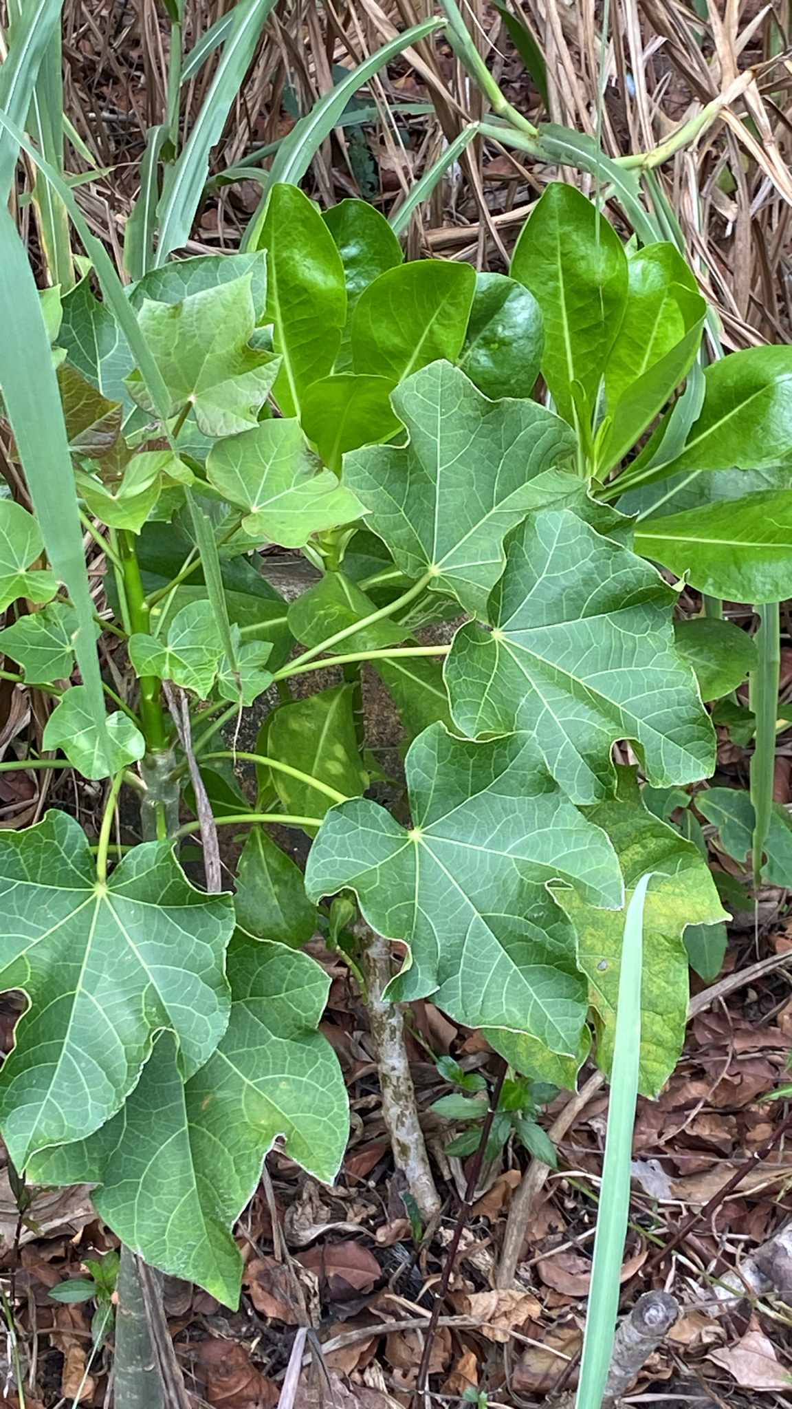 Jatropha curcas (Jatropha curcas)