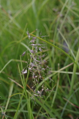 Poa alpigena