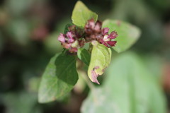 Prunella vulgaris vulgaris