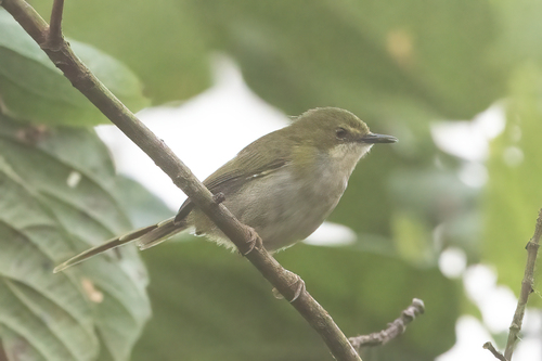iNaturalist image