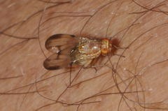 Minettia inusta