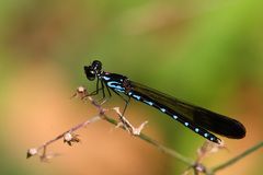 Heliocypha perforata
