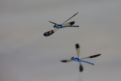 Heliocypha perforata