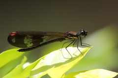 Aristocypha fenestrella