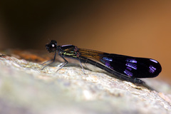 Aristocypha fenestrella