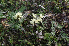 Oxytropis sordida