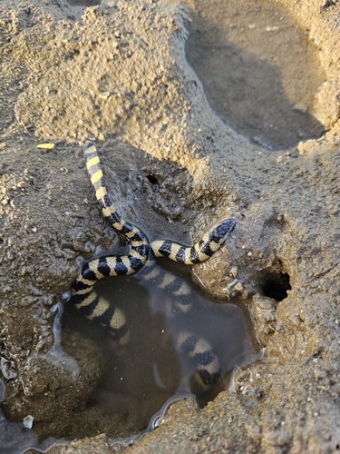 Photo of a Port Darwin seasnake (Hydrelaps darwiniensis)
