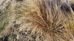 Chionochloa rigida rigida