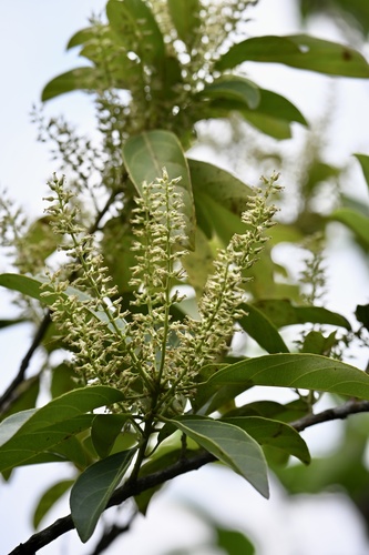 Itea chinensis observed 2025-05-04