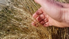 Chionochloa rigida rigida