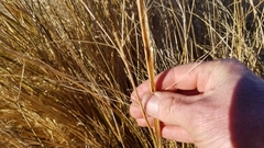 Chionochloa rigida rigida