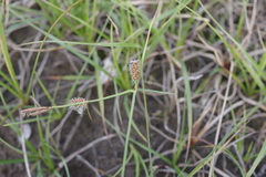Carex rotundata