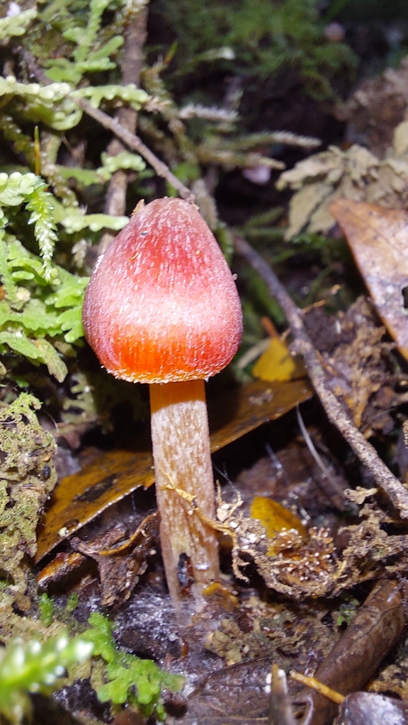 Hygrocybe astatogala
