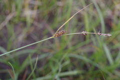 Carex rotundata