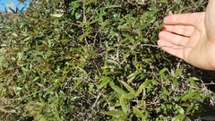 Rubus schmidelioides schmidelioides