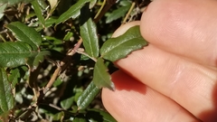Rubus schmidelioides schmidelioides