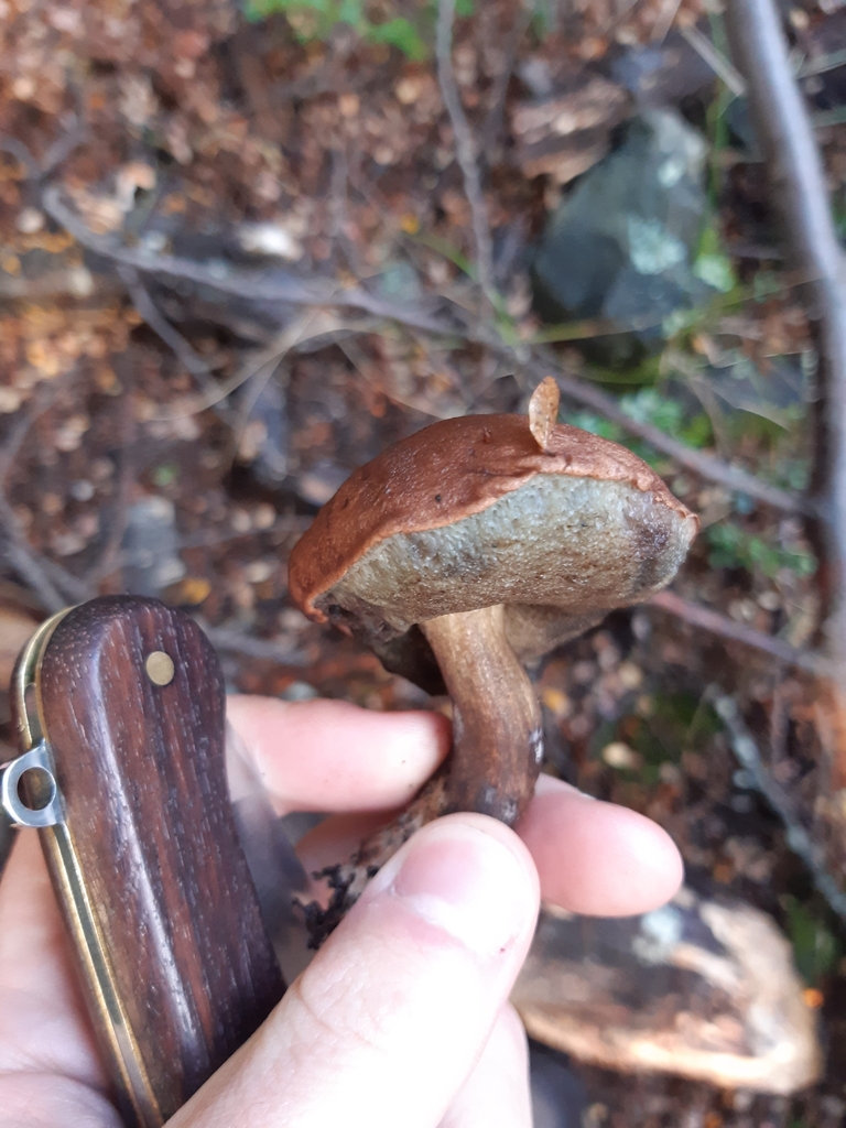 Tylopilus brunneus · May 2025 · photo: © georgecox (iNaturalist, cc0)