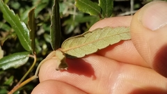 Rubus schmidelioides schmidelioides